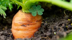 Germina em qualquer tempo: as melhores alturas para semear cenouras na primavera