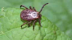 Os carrapatos vão fugir do seu jardim: um jardineiro indica as plantas que deve plantar